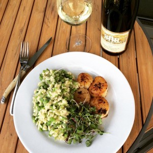 Scallops with Spring Pea Risotto